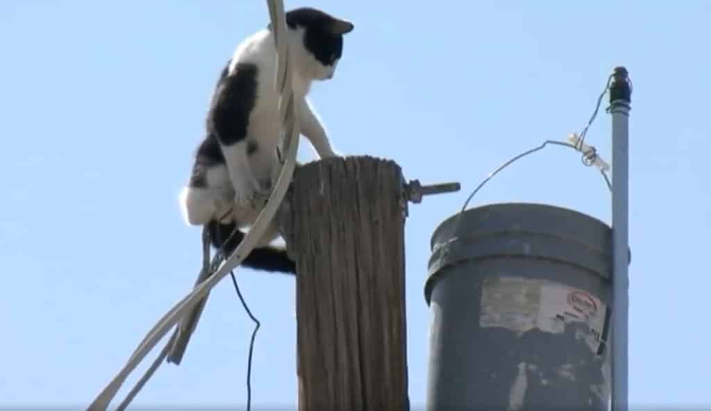 Gato salvo depois de ficar três dias em cima de um poste de eletricidade