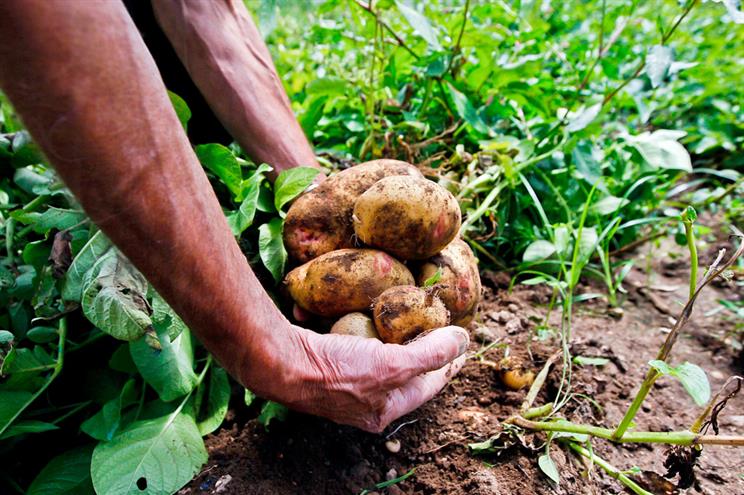 Praga de traça que mata batata ameaça Portugal