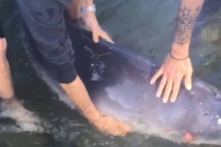 Baleia-piloto que deu à costa pode ser "levada para uma lixeira"