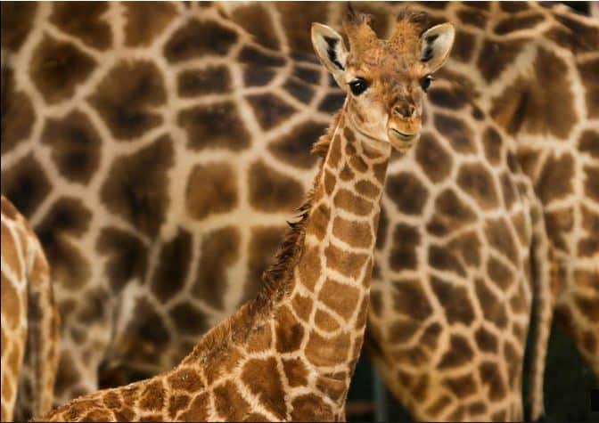 Girafa morre no zoo de Lisboa após visitante desrespeitar regras
