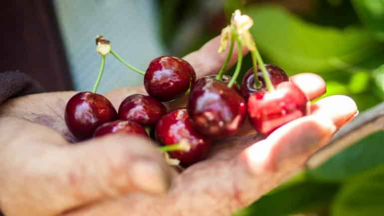 A cereja do Fundão vai invadir Portugal de norte a sul no mês de junho