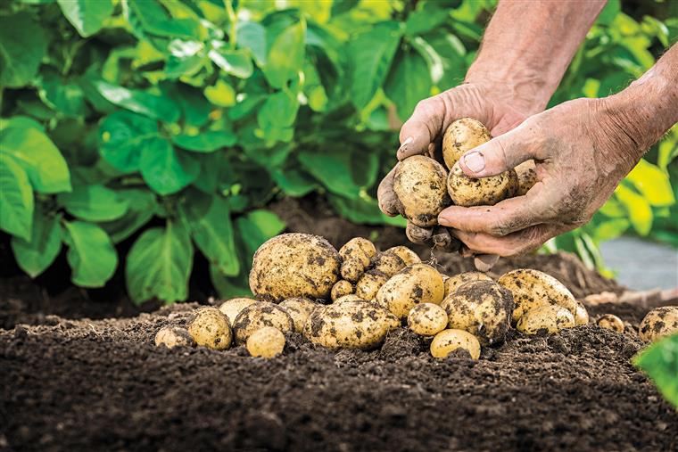 Praga da batata. O inseto que ameaça as plantações de Portugal