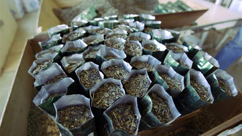 Descoberta no chá dos Açores substância que combate demências