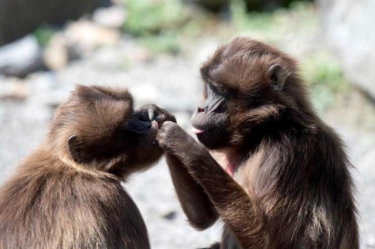 China lança centro de investigação para clonar primatas