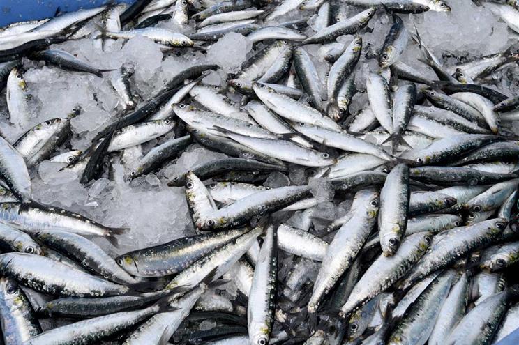 Pescadores contra parecer que recomenda suspender pesca da sardinha em 2019