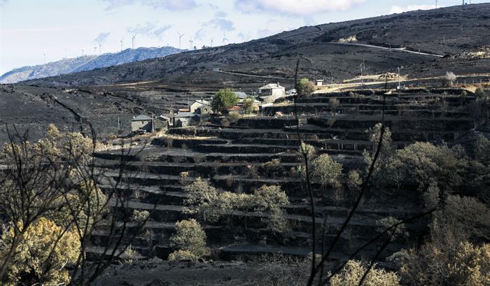 Vaga de calor leva Governo a declarar "situação de alerta"