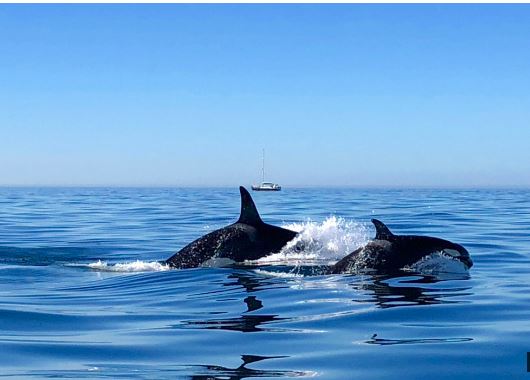 Família de orcas avistada ao largo da costa do Algarve