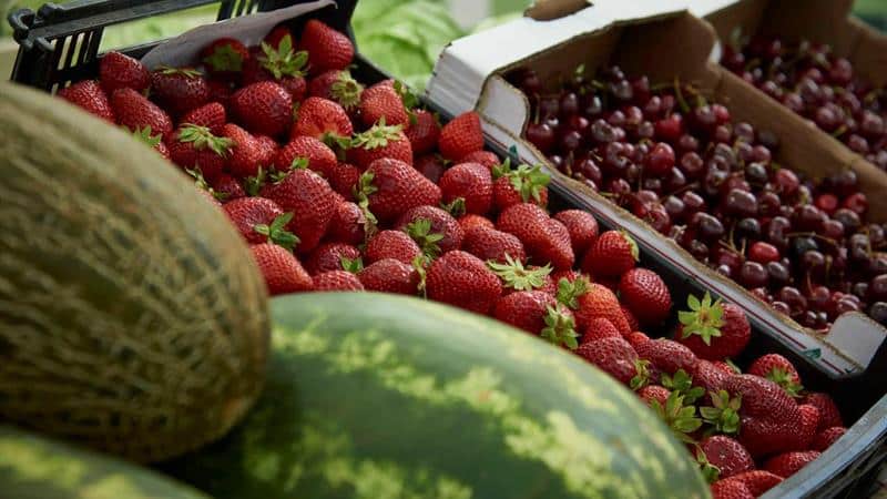 Um terço dos frutos e vegetais produzidos na Europa vai para o lixo. São feios
