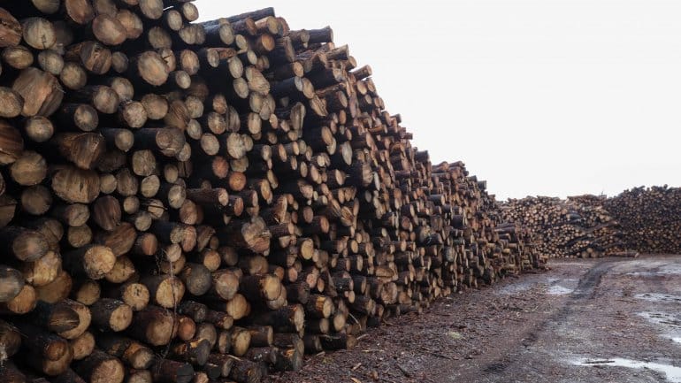 Quase metade da madeira queimada continua por vender