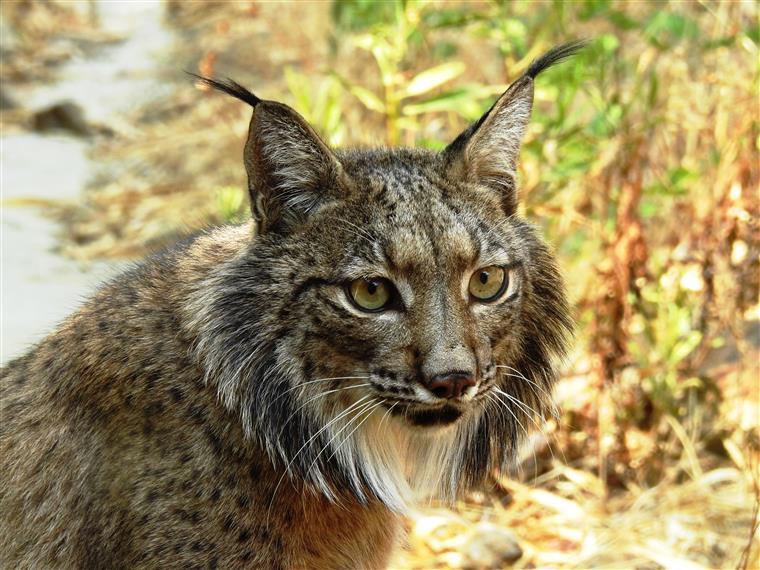 Mértola. Lince-ibérico encontrado morto