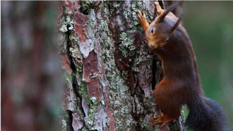 Já há outra vez esquilos em Portugal e vieram para ficar