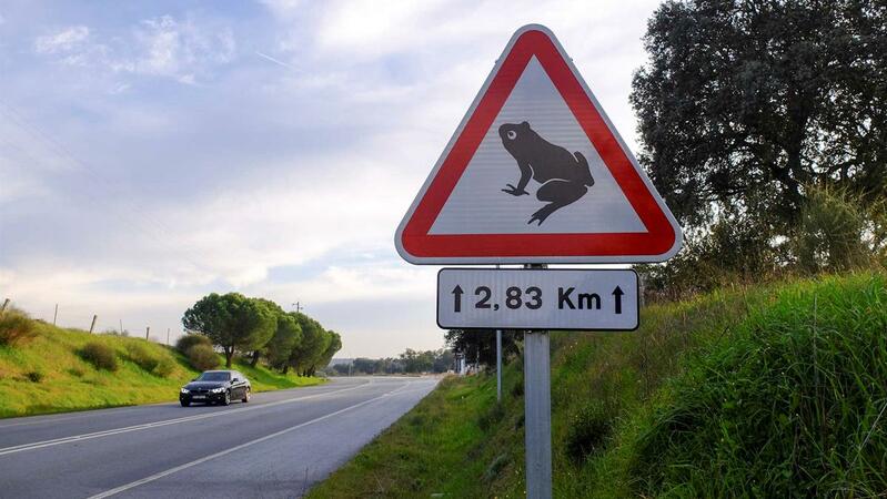 Perigo! Cuidado com os sapos a passar na estrada