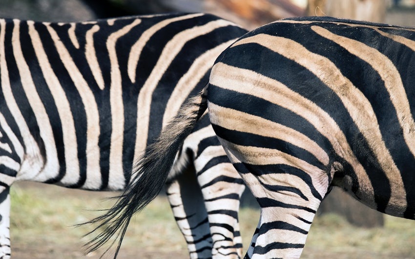 Porque é que as zebras têm riscas? Cientistas garantem ter descoberto