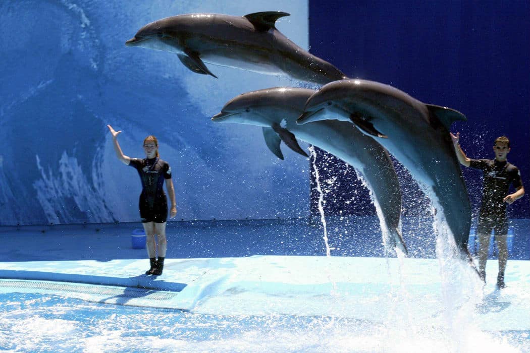 Zoomarine reabre sexta-feira com dinossauros e golfinhos em destaque