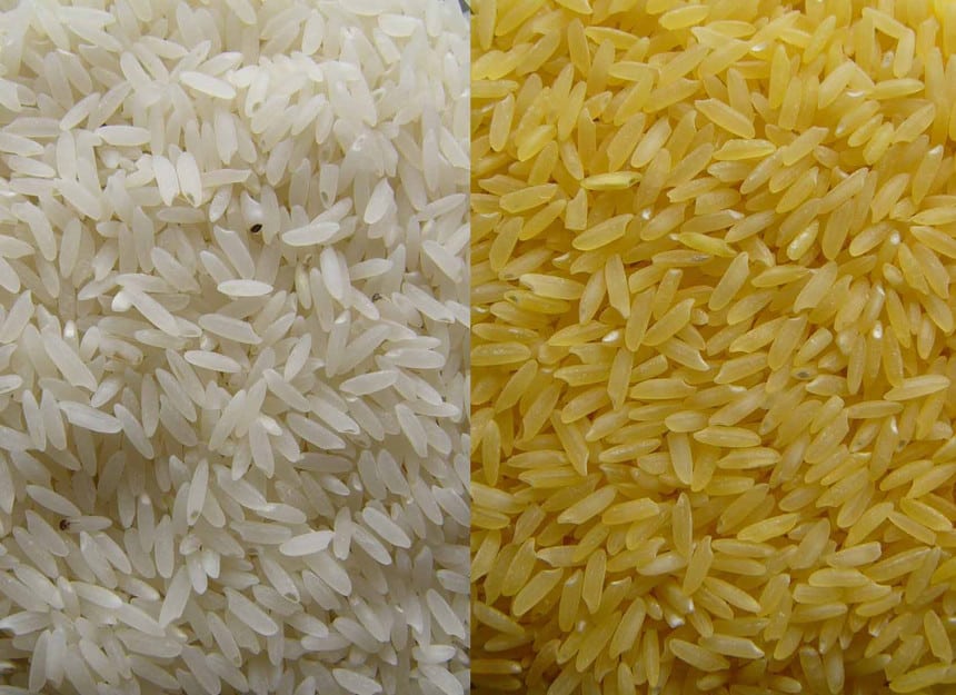 Vai começar a produção de arroz transgénico