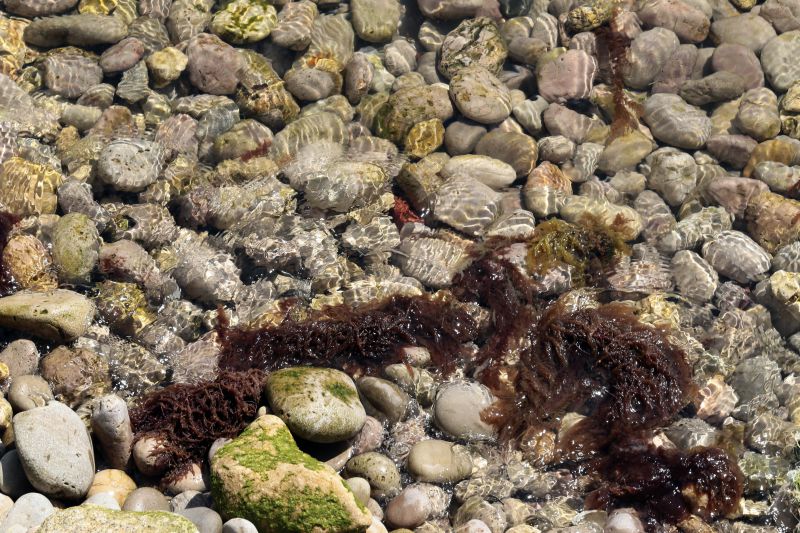 Estudo revela que algas podem permitir criar poderosos antibióticos e combater cancro