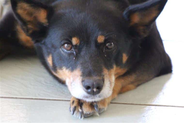 Detido por chicotear cachorro de dois meses em Odivelas