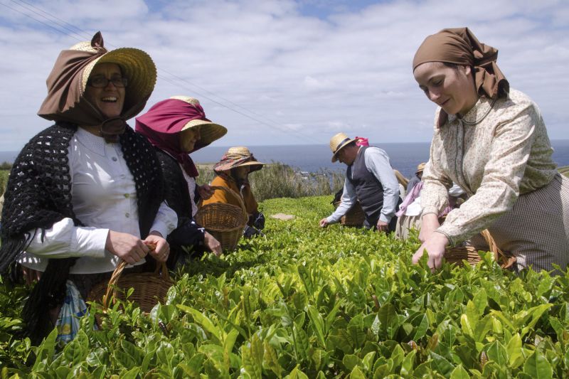 Ananás e chá dos Açores dão origem a novas cervejas artesanais