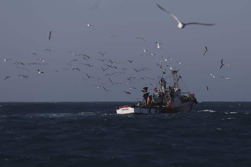 Pescadores já podem voltar a capturar sardinhas
