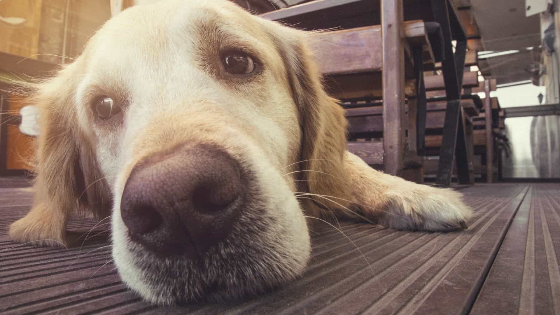 Identificar cães perdidos? App reconhece o animal através do nariz