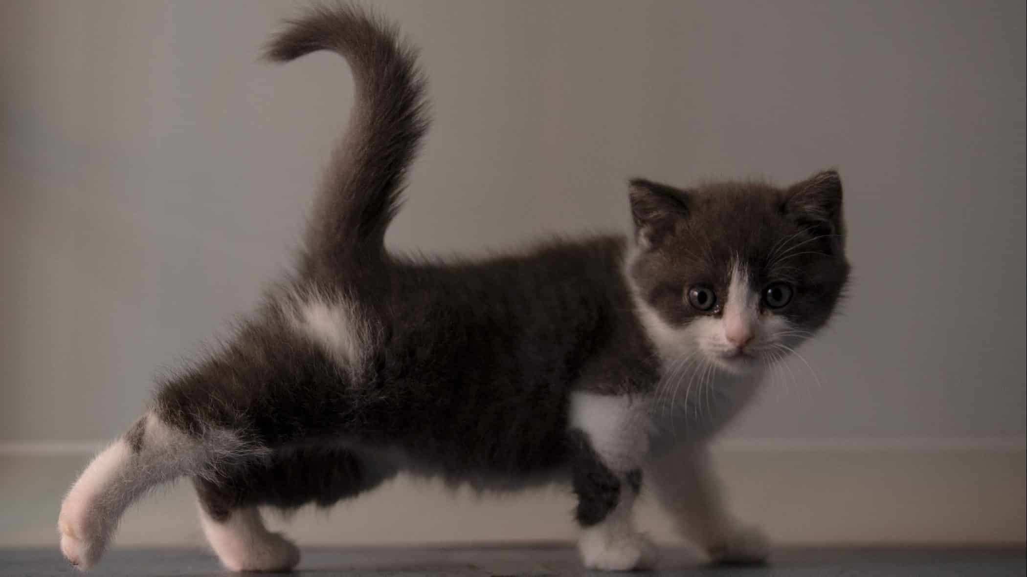Ajo, o primeiro gato clonado na China
