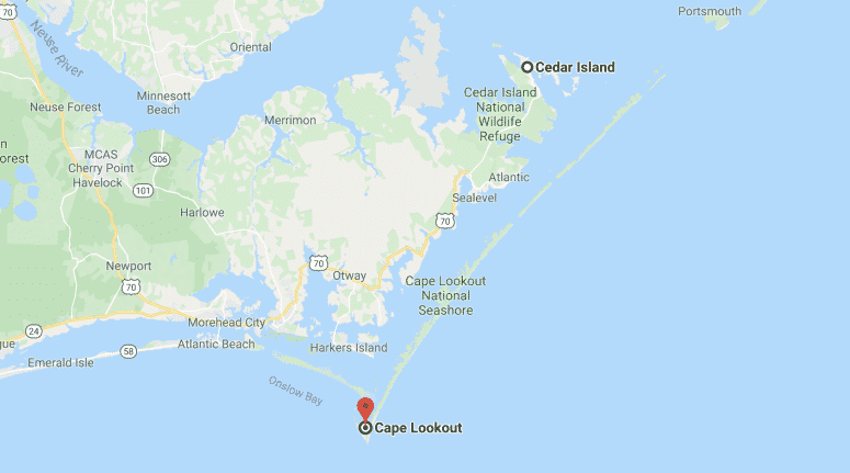 Estão vivas e bem. Três vacas levadas pelo furacão Dorian nadaram vários quilómetros e foram agora encontradas