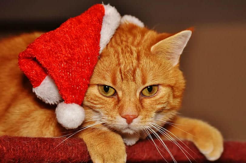 Deixe os gatos em paz no Natal