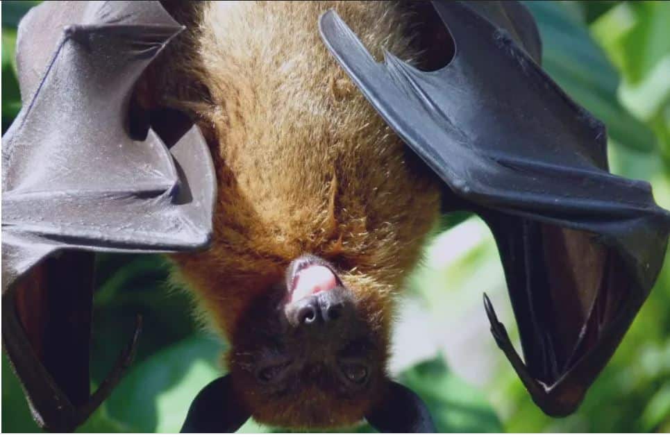 Descobertas quatro novas espécies de morcegos "primos" do hospedeiro original da covid-19