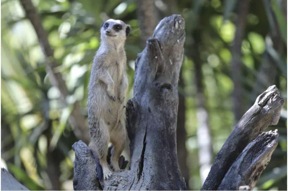 “A única diferença é não haver visitantes". No Zoo de Lisboa só os humanos foram obrigados a adaptar-se à pandemia