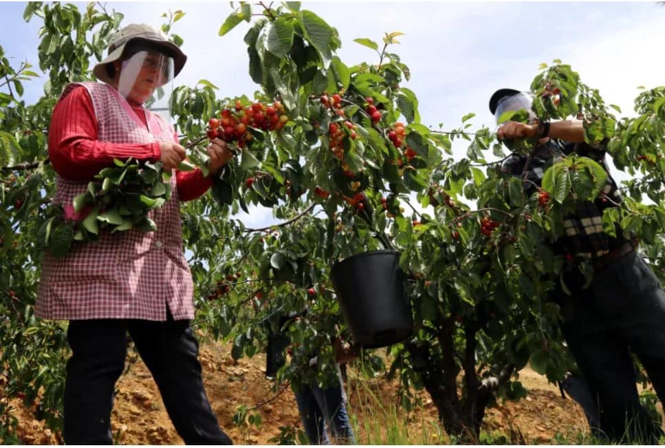 Máscaras e viseiras "invadem" pomares de cereja no Fundão. Produtores de cereja do Fundão pedem apoio ao Governo