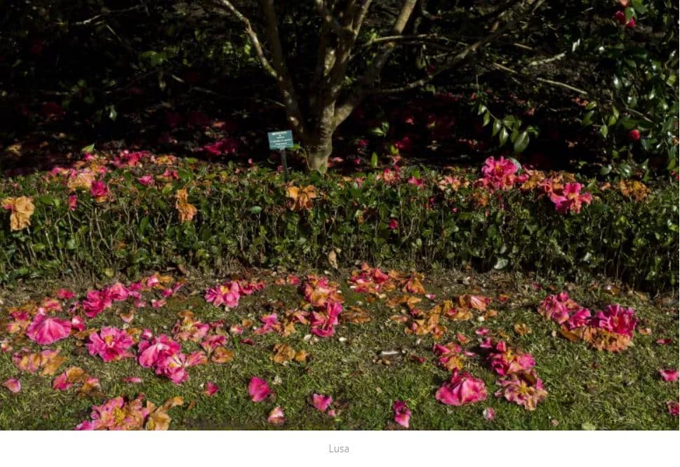 Plantas e fungos desaproveitados prejudicam pessoas e planeta