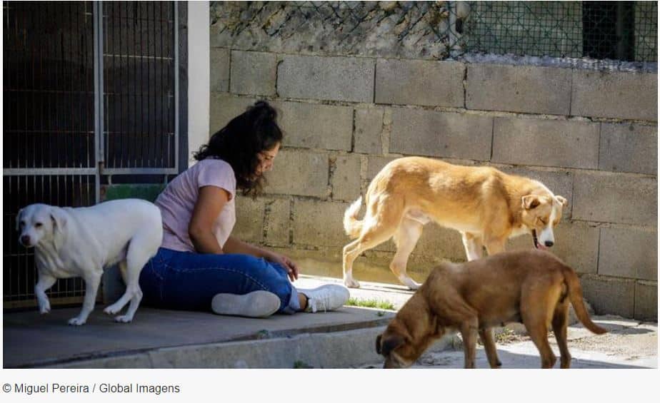 Governo cria provedor do animal de companhia e apoia canis com mais de 5ME